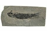 Devonian Lobed-Fin Fish (Osteolepis) Fossil - Scotland #240752-1